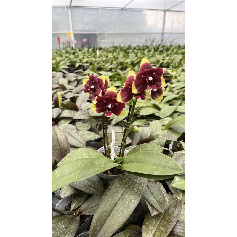 Гигапорн орыс тілінде